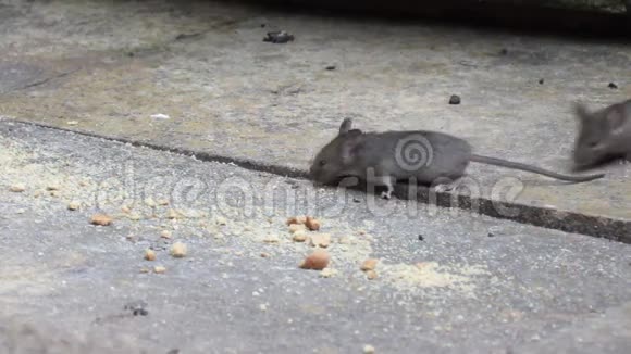 老鼠在花园里吃面包屑视频的预览图