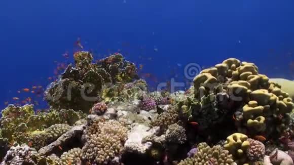 不同珊瑚的背景学校明亮的鱼水下红海视频的预览图
