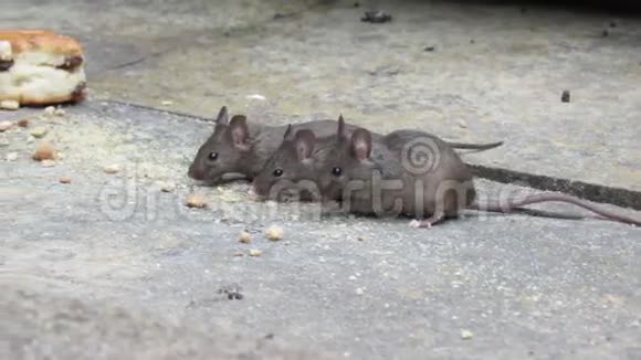老鼠在花园里吃面包屑视频的预览图