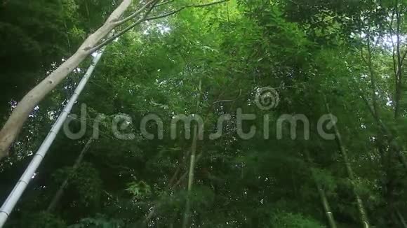 东京竹林公园视频的预览图