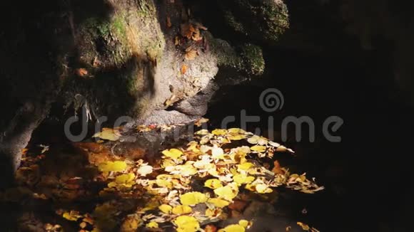 路在秋林秋天的风景视频的预览图