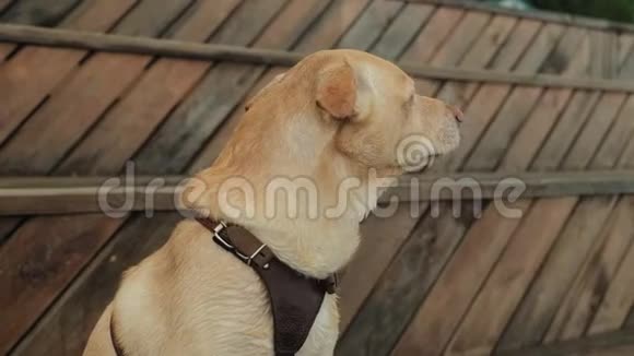 户外的拉布拉多犬一只宠物视频的预览图