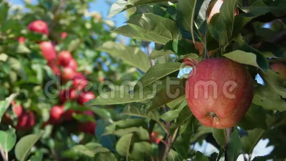 花园里成熟苹果的枝视频的预览图
