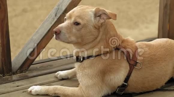户外的拉布拉多犬一只宠物视频的预览图