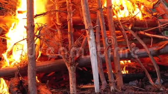 大篝火的原木燃烧在森林的夜晚动作缓慢视频的预览图