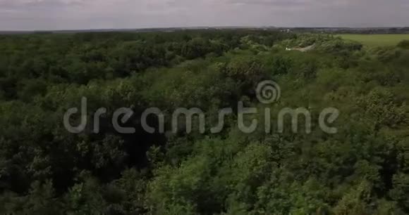 小森林道路上的鸟瞰图视频的预览图