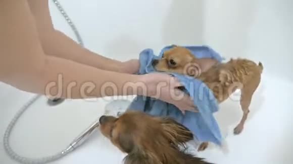 那只猎犬是在洗澡时洗的体大白色狗在街上经常被洗曾经用过视频的预览图