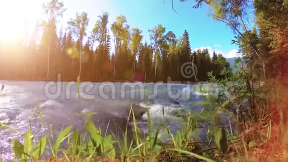 山河岸边的草甸有绿草松树和阳光的景观在机动滑块小车上运动视频的预览图