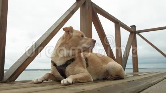 户外的拉布拉多犬一只宠物视频的预览图