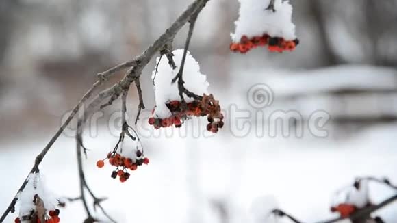 冬天雪覆盖的罗维浆果视频的预览图