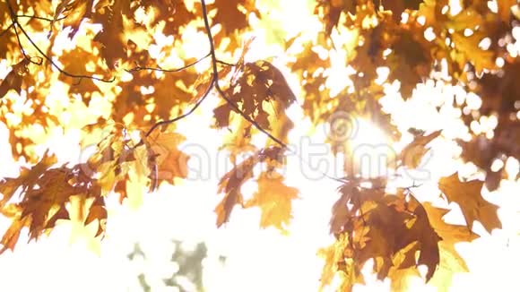橡树在秋天落叶视频的预览图