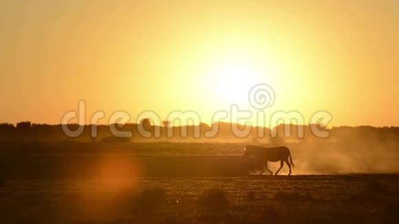 非洲日落斑马视频的预览图