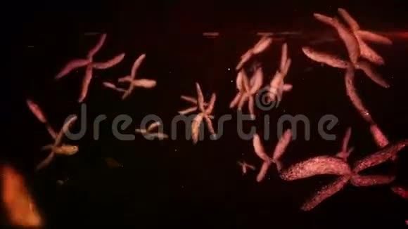 在黑色背景上移动红色染色体的动画视频的预览图