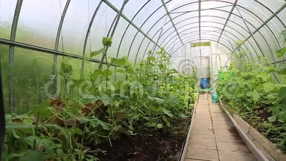 用聚碳酸酯制成的温室种植蔬菜视频的预览图
