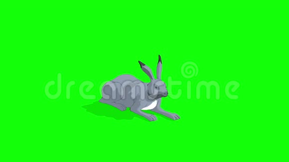 灰兔躺在绿屏上视频的预览图