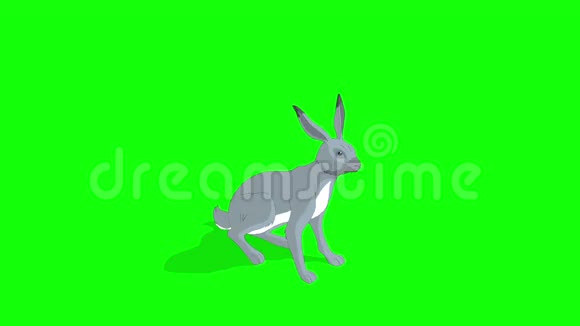 灰兔坐在绿屏上视频的预览图