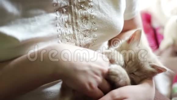 小毛茸茸的红色小猫在女主人手里抓着红色的指甲玩的是咬她抓她视频的预览图