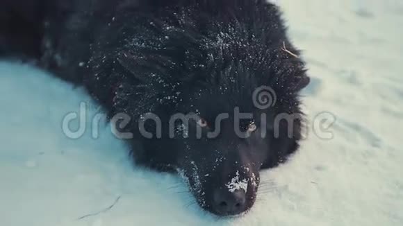 在雪地上链上嬉戏的小杂种狗养犬视频的预览图