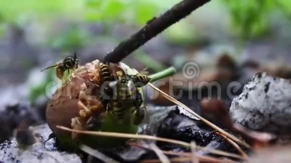 野生动物群的黄蜂吃烂梨或苹果视频的预览图
