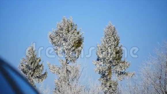 蓝天背景下的冻树冠视频的预览图
