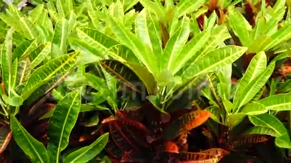 热带植物视频的预览图