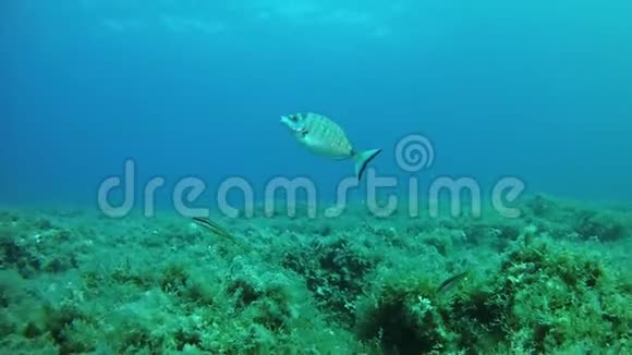 水下鱼类在地中海珊瑚礁中游动的鱼视频的预览图