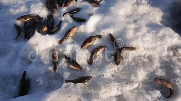 在雪地里钓鱼冬天钓鱼视频的预览图