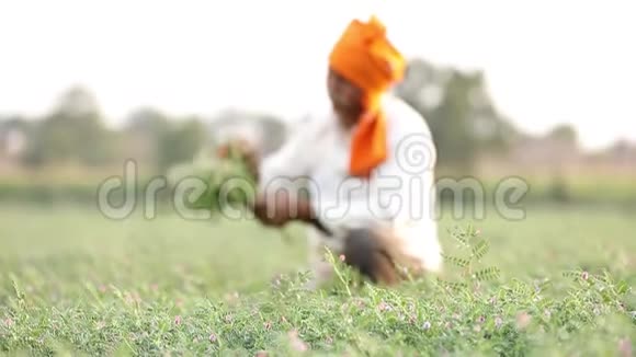 印度农民在鹰嘴豆田农民展示鹰嘴豆植物视频的预览图