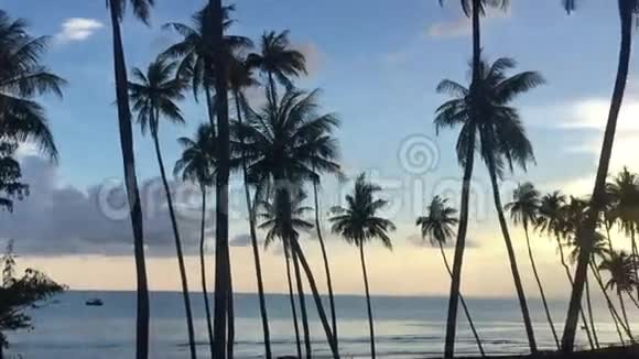 美丽夕阳背景下的棕榈树视频的预览图