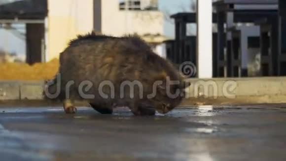 早春街头流浪灰猫食粮视频的预览图