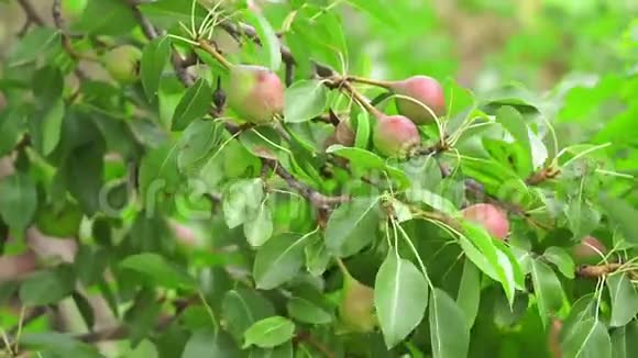 成熟的梨树和农作物视频的预览图