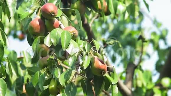 成熟的梨树枝收获季节视频的预览图