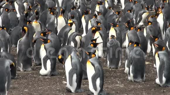 企鹅国王的殖民地视频的预览图
