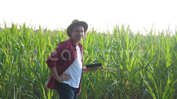 智慧农业概念男子慢动作视频农学家在玉米地里拿着平板触摸板电脑正在学习视频的预览图