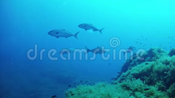 水下地中海海洋生物在阴云中游泳的杰克鱼视频的预览图