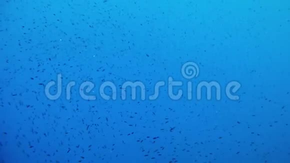 海底生活蓝色海水中的小海水视频的预览图