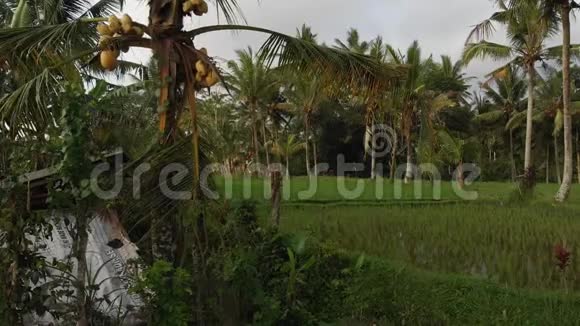 日落时雨林丛林景观的4K空中飞行视频4K无人机镜头没有编辑巴厘岛视频的预览图