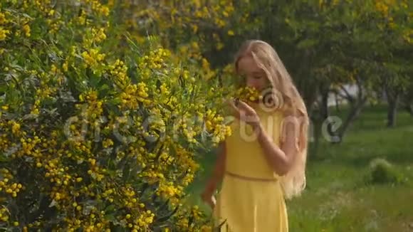 年轻美丽的微笑女子在春天澳大利亚金荆树视频的预览图