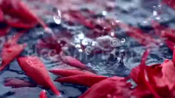 抽象的红色花背景水中的花瓣视频的预览图