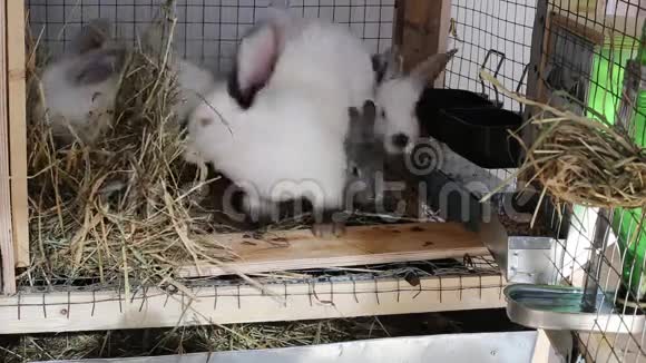 视频兔子在笼子里吃食物视频的预览图