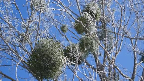 蓝天背景下的冻树冠视频的预览图