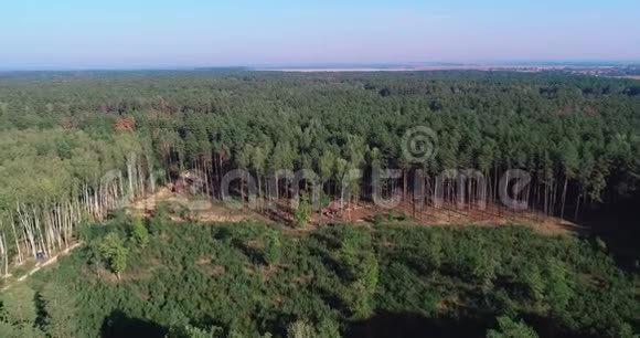 砍伐鸟瞰图工业规模的砍伐森林使用特殊设备砍伐森林砍伐森林视频的预览图