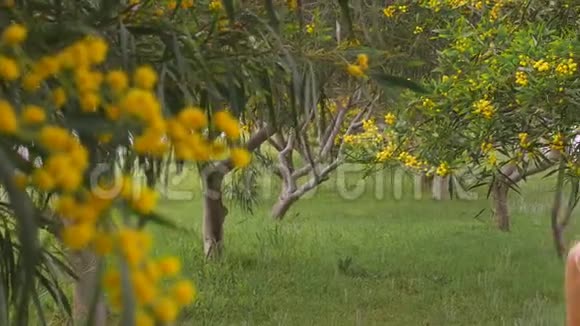 年轻美丽的微笑女子在春天澳大利亚金荆树视频的预览图