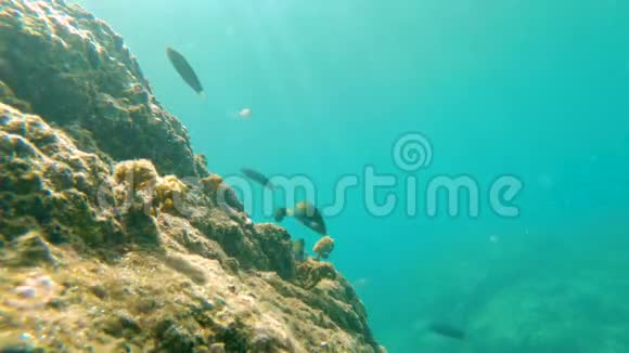 带着美丽热带海鱼的珊瑚礁慢镜头视频的预览图