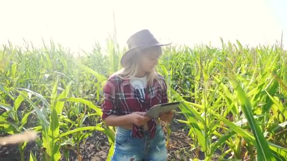 智慧农业慢动作视频概念女孩农学家在生活方式中持有平板电脑触摸板电脑玉米地是视频的预览图