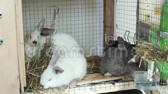 视频兔子在笼子里吃食物视频的预览图