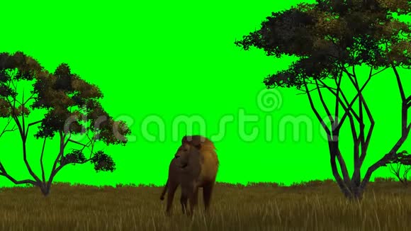 背景绿色屏幕上的狮子视频的预览图