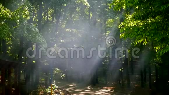 阳光透过树叶森林里的阳光视频的预览图