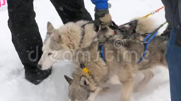 一群哈士奇雪橇狗视频的预览图