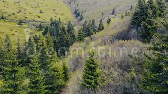 从无人驾驶飞机上的森林视频的预览图
